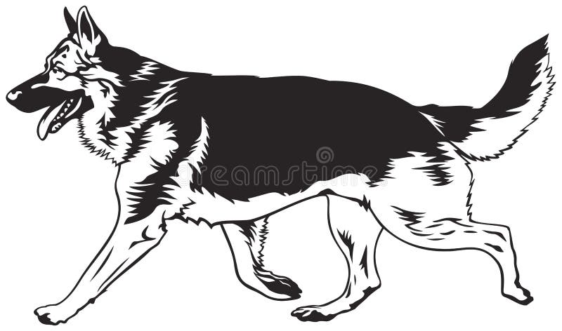 Seguace servile, funzionamento del pastore tedesco illustrazione di stock Seguace servile, funzionamento del pastore tedesco illustrazione di stock