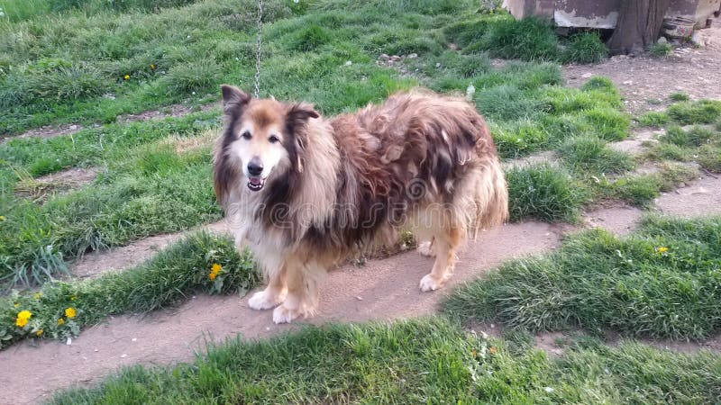 Sehr langer Hund stockbild. Bild von fahrwerkbein, hund 39247809