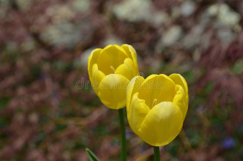 Sehr hübsche Paare von blühender gelber Tulip Blossoms lizenzfreie stockfotografie Sehr hübsche Paare von blühender gelber Tulip Blossoms lizenzfreie stockfotografie