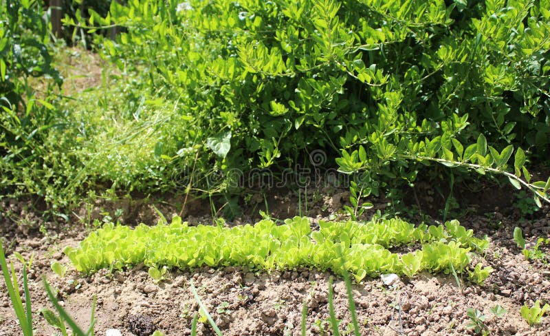 Sehr junges hellgrünes Römersalatbett in meinem Biogarten stockfotografie Sehr junges hellgrünes Römersalatbett in meinem Biogarten stockfotografie