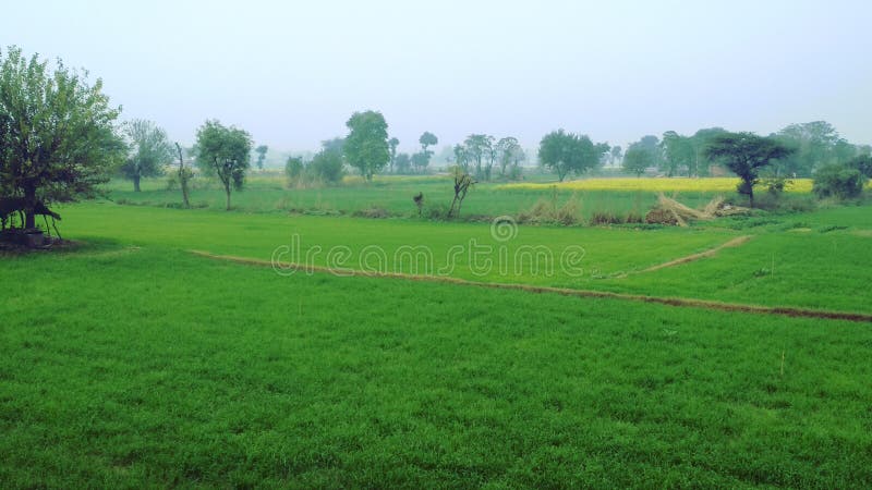 Sehr nettes und grünes Ambiente und einige Bäume Indianer stockbild Sehr nettes und grünes Ambiente und einige Bäume Indianer stockbild