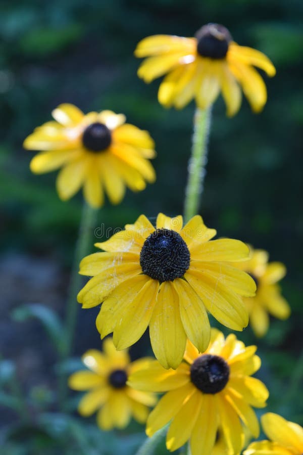 Sehr recht Gloriosa-Gänseblümchen in einem Garten stockfotografie Sehr recht Gloriosa-Gänseblümchen in einem Garten stockfotografie