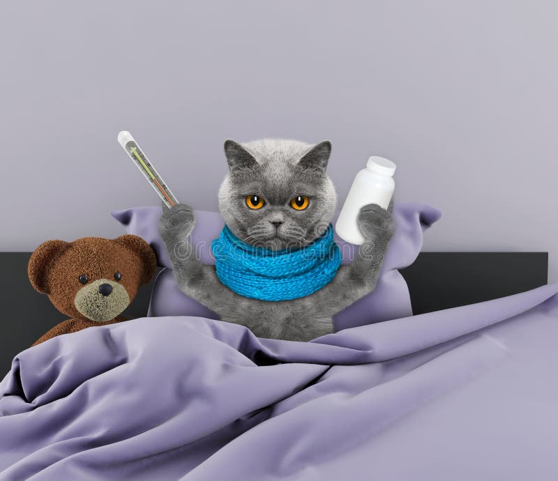 Sehr Viel Kranke Katze Im Bett Stockfoto Bild von bett, schmerz 84437108