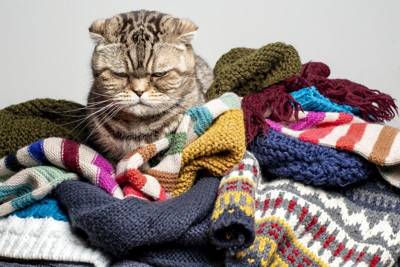 Sehr wütende und unzufriedene Katze Scottish Fold kletterte auf einen Haufen Wolle, Strickkleidung und versuchte, sich in der Käl