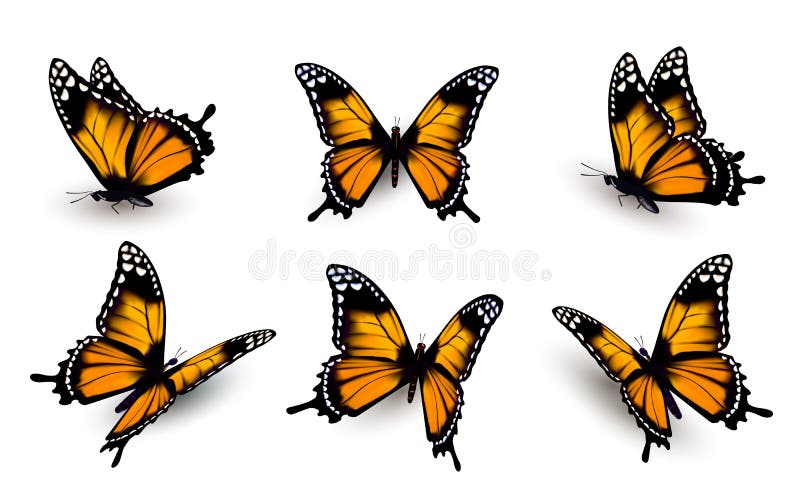 Sei farfalle messe