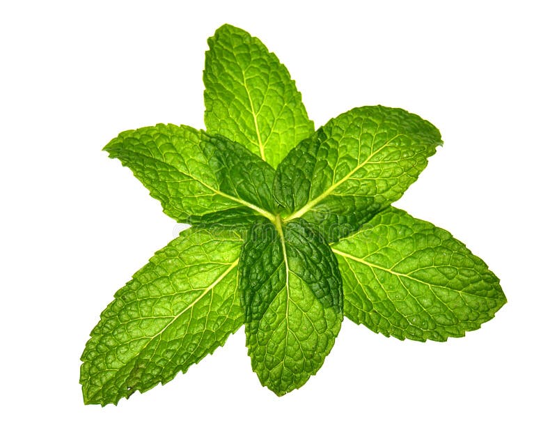 Sei foglie di menta nel modello immagine stock libera da diritti Sei foglie di menta nel modello immagine stock libera da diritti