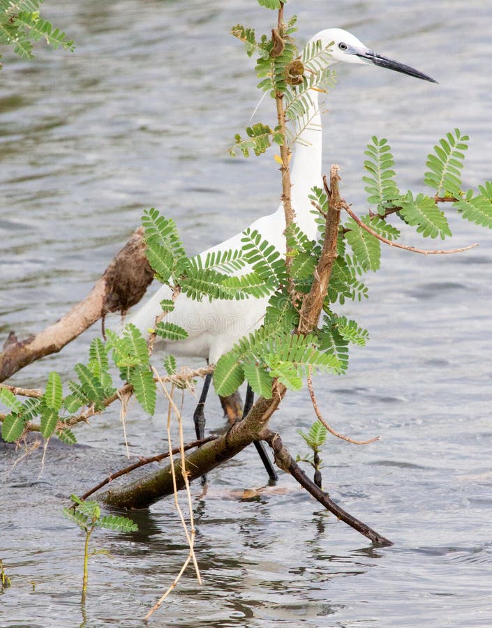 Seidenreiher, der im seichten Wasser sich versteckt hinter Anlage steht lizenzfreies stockbild Seidenreiher, der im seichten Wasser sich versteckt hinter Anlage steht lizenzfreies stockbild