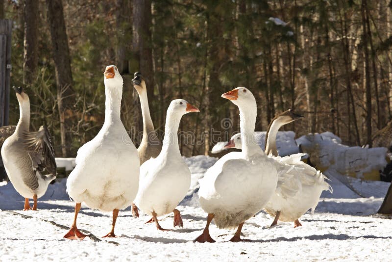 Seis gansos grandes en nieve del invierno