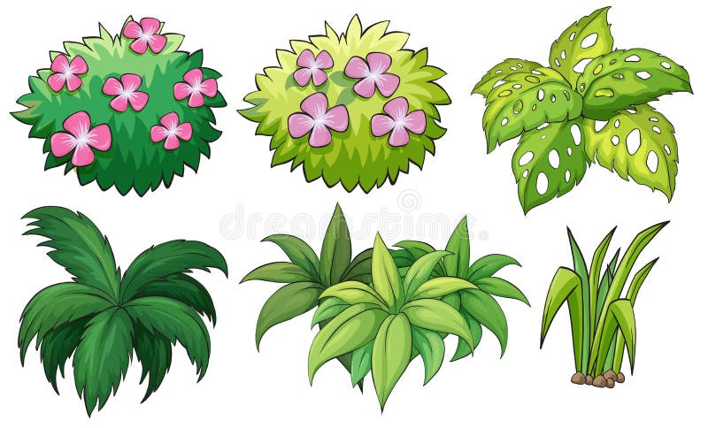 Seis plantas ornamentales stock de ilustración. Ilustración de ambiente -  36428838