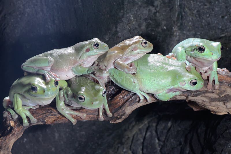 Seis ranas de árbol dumpy descansando en los arbustos. imagen de archivo libre de regalías