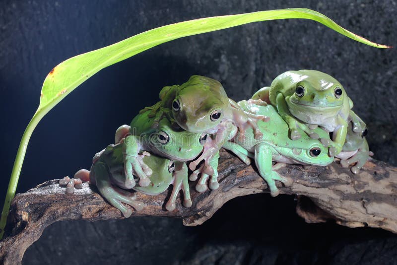 Seis ranas de árbol dumpy descansando en los arbustos. imagen de archivo