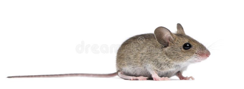 Seitenansicht der hölzernen Maus