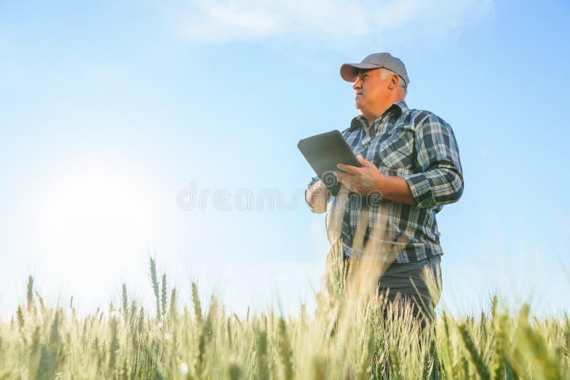 Seitenansicht der Tablette eines ernstzunehmenden älteren männlichen Betriebsinhabers beim Stehen auf Weizenfeld stockfotos