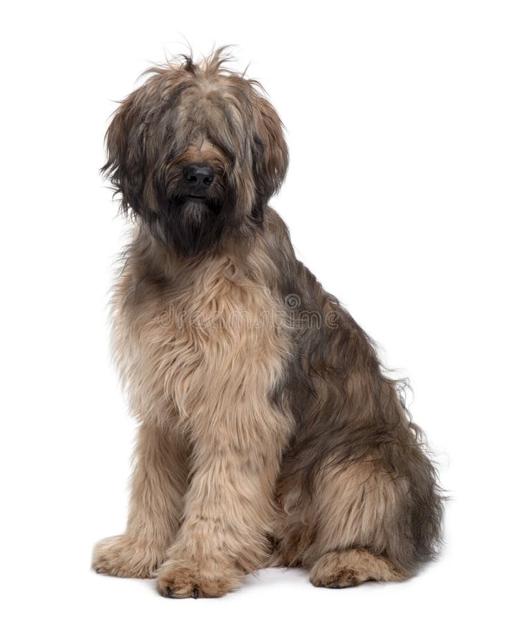 Briard Hund 2 stockbild. Bild von shaggy, nave, greifer 3025593