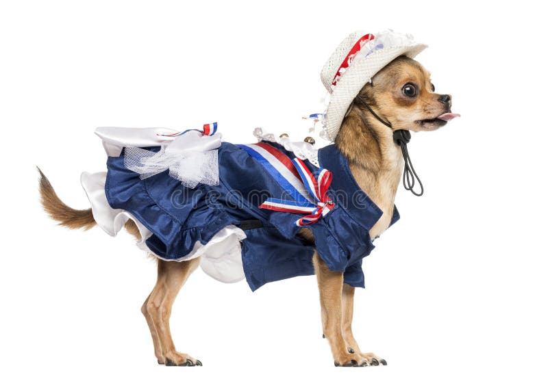 Seitenansicht einer patriotischen Chihuahuastellung, die Zunge heraus haftend stockfotografie Seitenansicht einer patriotischen Chihuahuastellung, die Zunge heraus haftend stockfotografie