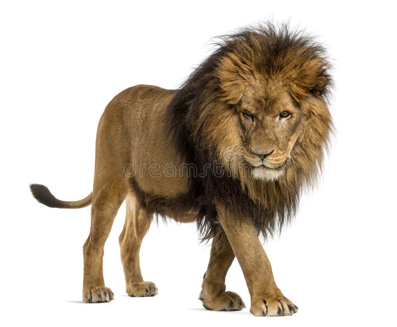 Seitenansicht eines Löwes, der, unten schauend, Panthera Löwe geht, 10 Jahre alt