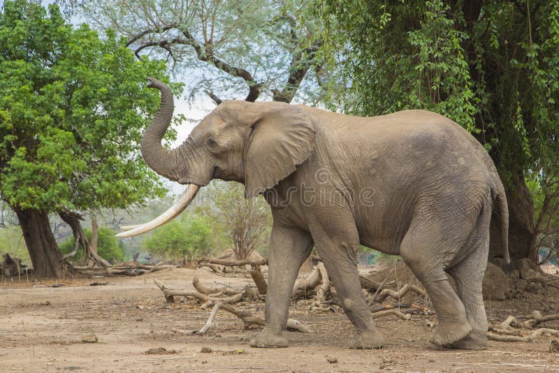 Seitenansicht eines Stiers des afrikanischen Elefanten mit Stamm oben