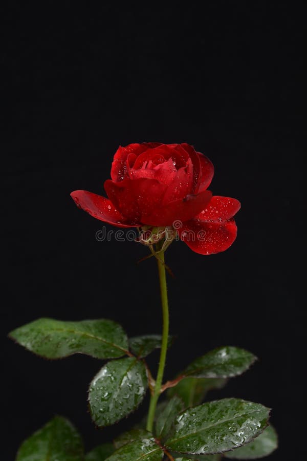 Seitenansicht von einer schönen roten Rose auf einem dunklen Hintergrund lizenzfreies stockbild Seitenansicht von einer schönen roten Rose auf einem dunklen Hintergrund lizenzfreies stockbild