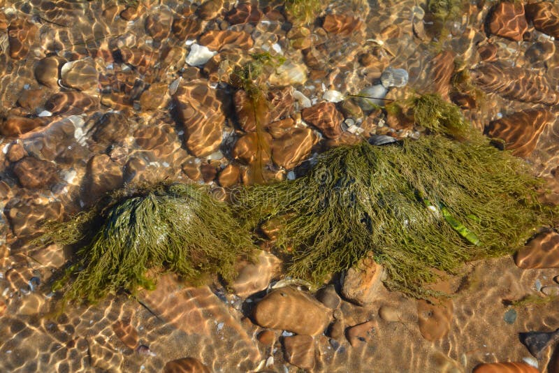Seixos do Mar Vermelho imagem de stock