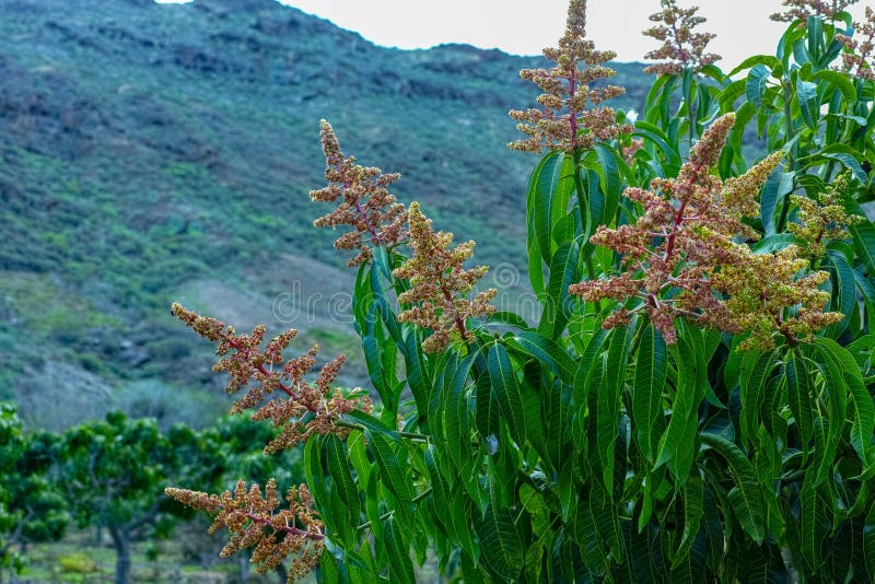Seizoengebonden bloesem van tropische mangoboom na het groeien in boomgaard op Gran Canaria-eiland, Spanje, cultuur van mangovruc stock foto's Seizoengebonden bloesem van tropische mangoboom na het groeien in boomgaard op Gran Canaria-eiland, Spanje, cultuur van mangovruc stock foto's