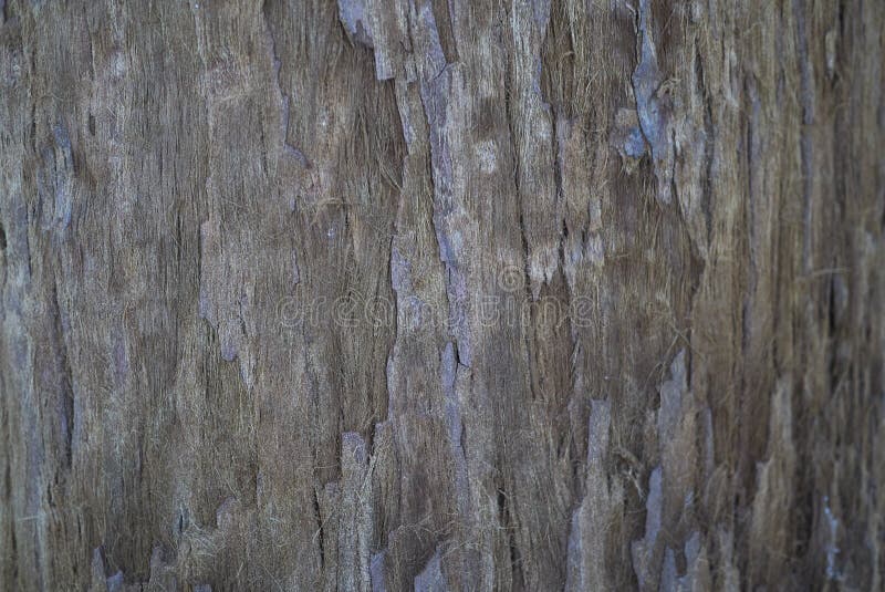 Sekwoj sempervirens barkentyna fotografia stock Sekwoj sempervirens barkentyna fotografia stock