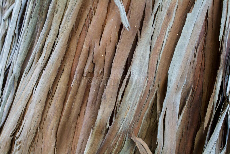Sekwoj sempervirens drewniana tekstura i tło zdjęcie stock Sekwoj sempervirens drewniana tekstura i tło zdjęcie stock