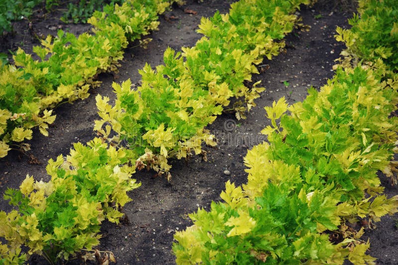 Selderietuin royalty-vrije stock afbeelding Selderietuin royalty-vrije stock afbeelding