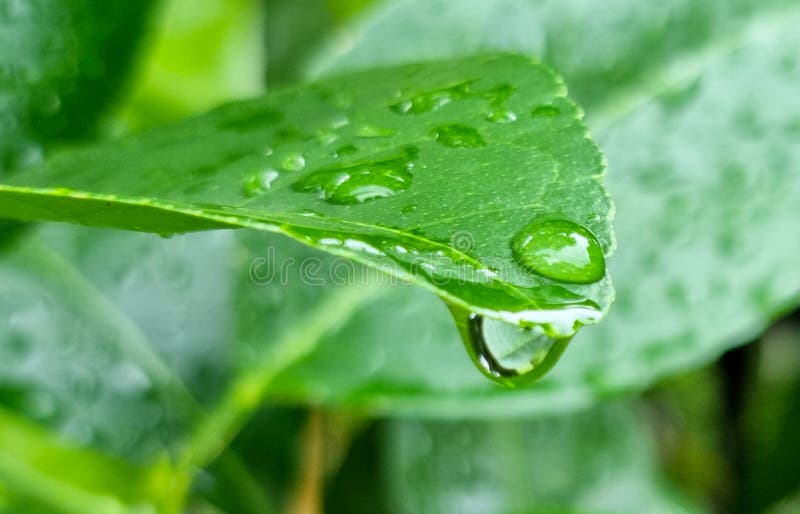 Select focus macro clean rain dew drop on lemon green leaf. wet circle stem water in natural park royalty free stock images