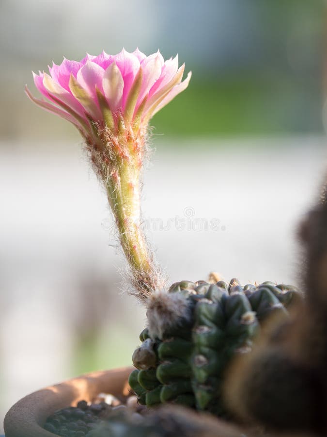 Select focus of pink cactus flower in the cactus garden. Select focus of pink cactus flower in the cactus garden stock image Select focus of pink cactus flower in the cactus garden. Select focus of pink cactus flower in the cactus garden stock image