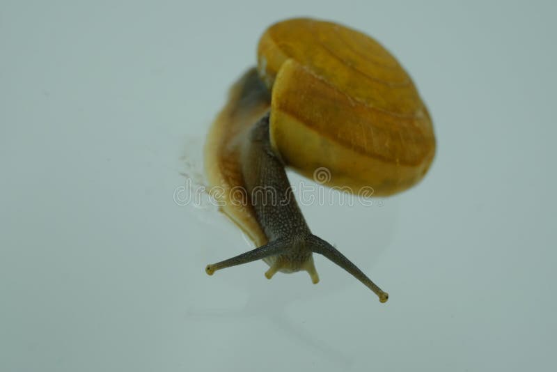 Select a Focus Snail. it is an Indicator of the Humidity of the Air