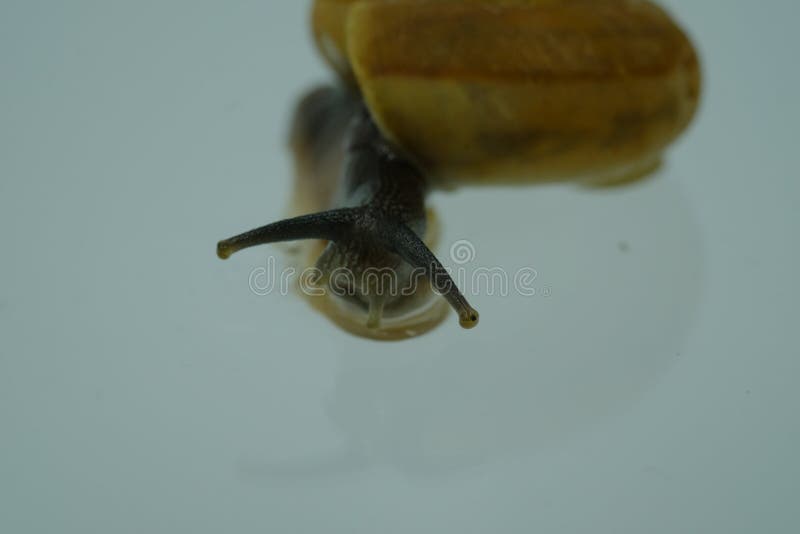 Select a Focus Snail. it is an Indicator of the Humidity of the Air