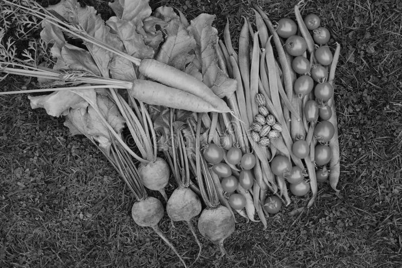 Selection of fresh produce from vegetable garden