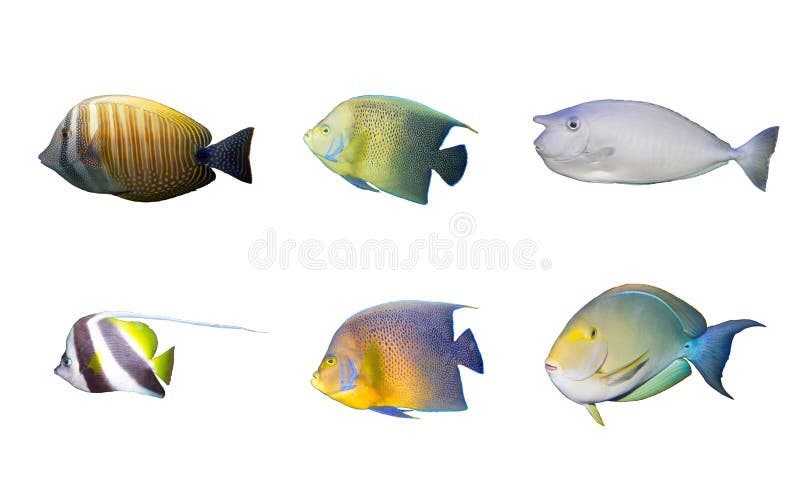 Selection of tropical coral fishes isolated stock photos