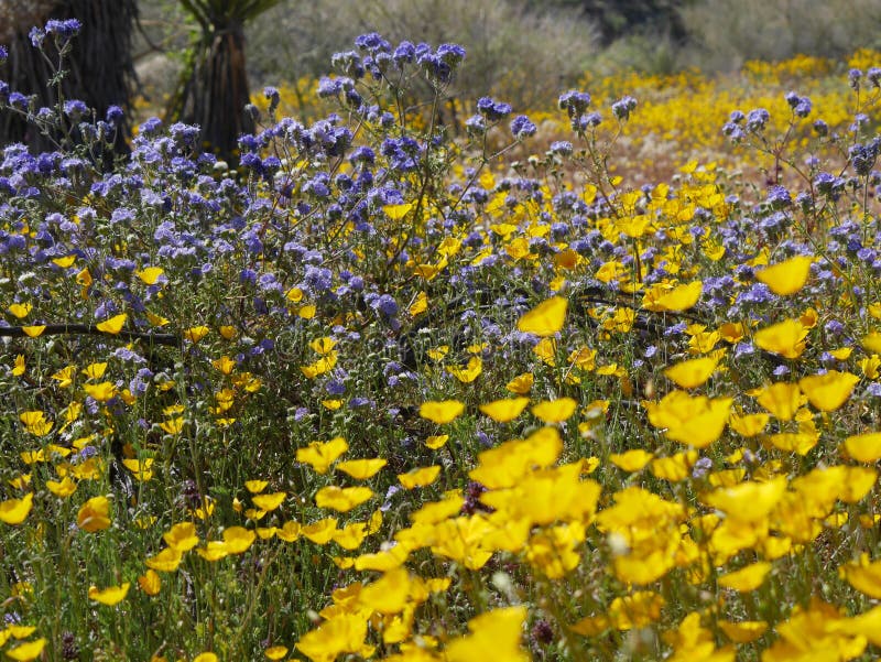 Selective of a Beautiful Field with Blooming Wildflowers in California