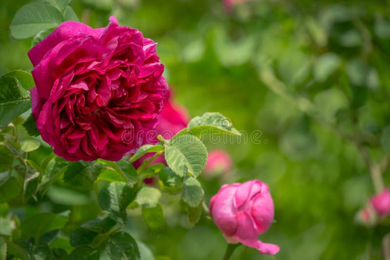 Selective close-up focus of beautiful big red purple rose in natural sunlight on dark green bokeh background. Flower rose