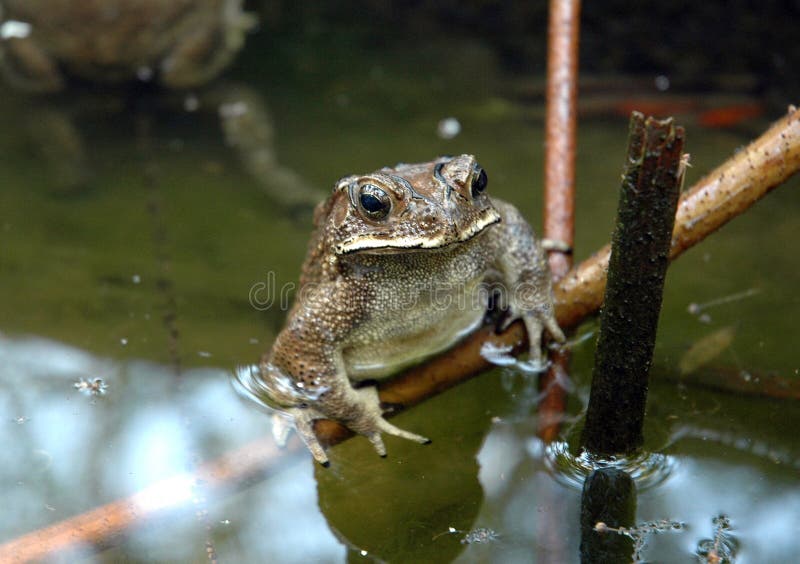 Selective closeup shot of a brown frog on bamboo in water royalty free stock photography Selective closeup shot of a brown frog on bamboo in water royalty free stock photography