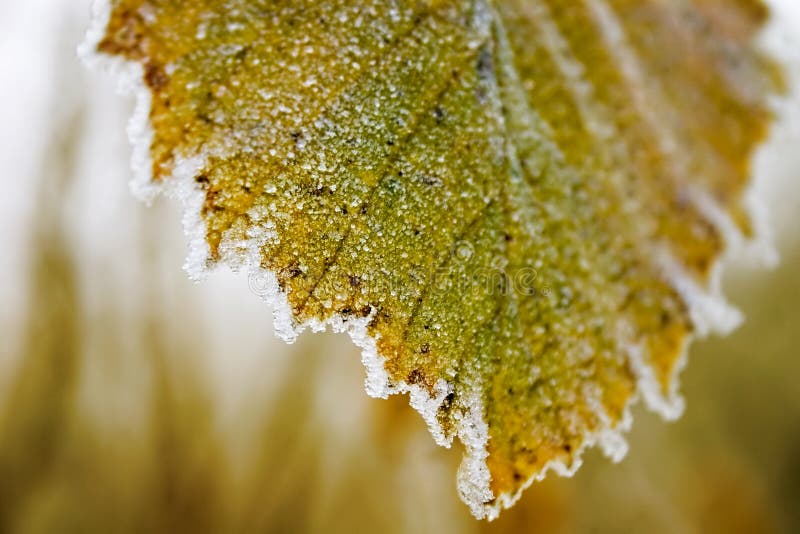 Selective Closeup Shot of a Frosted Green and Yellow Leaf Stock Photo