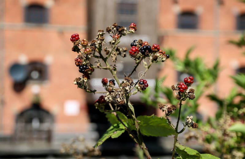 Selective Closeup Shot of Red and Black Elderberry Plants Stock Photo