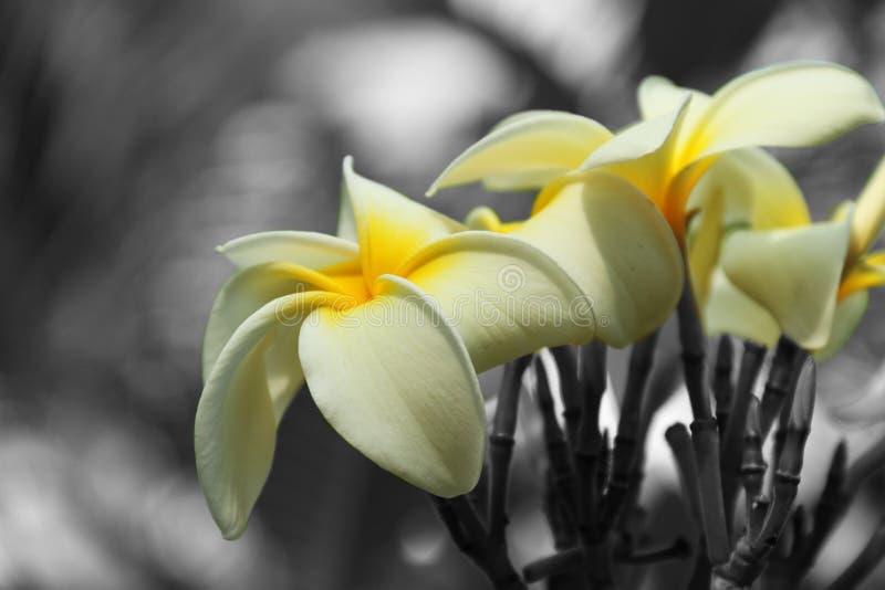Selective Color Flowers Royalty Free Stock Photo - Image: 14955415