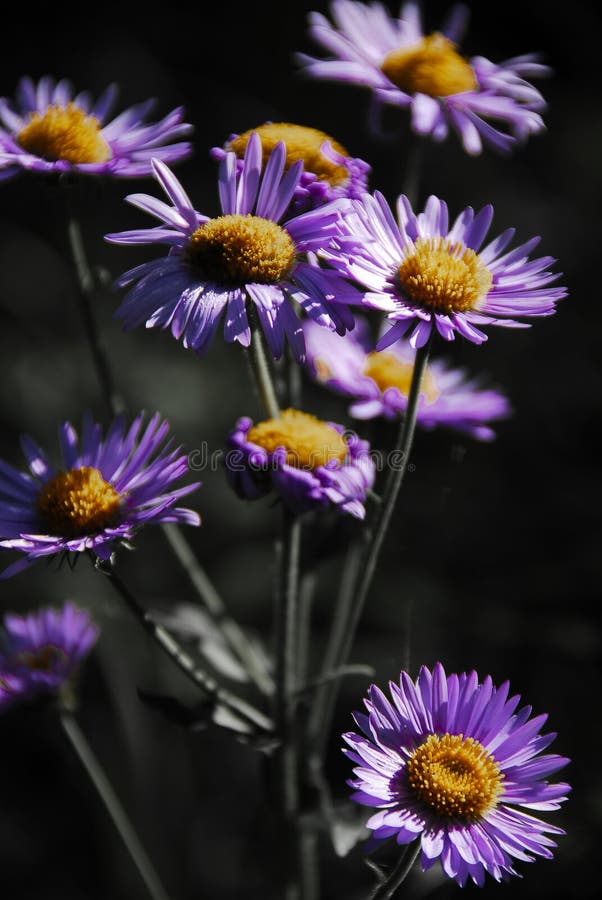 Selective Color Flowers stock image. Image of botanical - 14955415