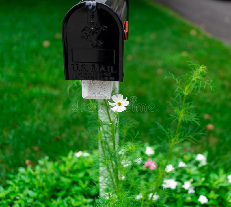 Selective of a Flower Near a Black Mailbox Stock Photo Image of elegant, green 259853868