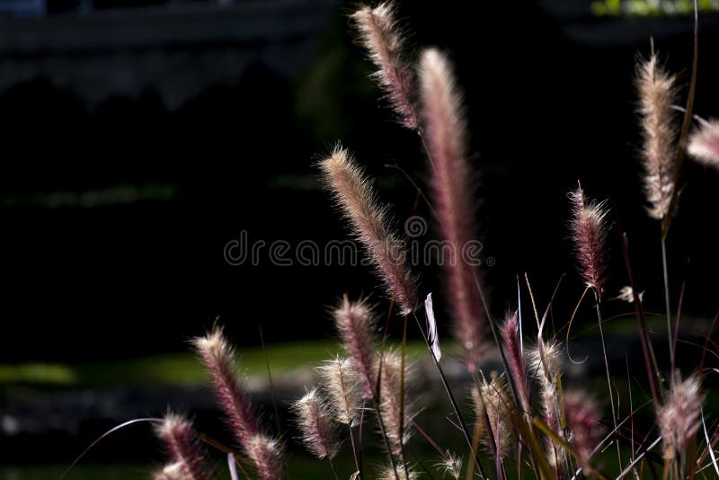 Selective focus abstract roll grass with golden light black color background in natural park royalty free stock image.
