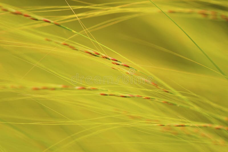 Wind blown grasses abstract.