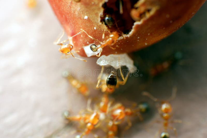 Selective Focus Ants are Eating Nuts on the Ground Stock Photo Image