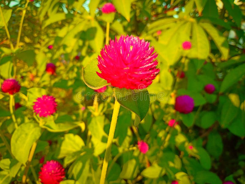 Selective focus beautiful Gomphrena globosa flower blooming in spring season with the bright of sun in the afternoon .Also called royalty free stock photography Selective focus beautiful Gomphrena globosa flower blooming in spring season with the bright of sun in the afternoon .Also called royalty free stock photography