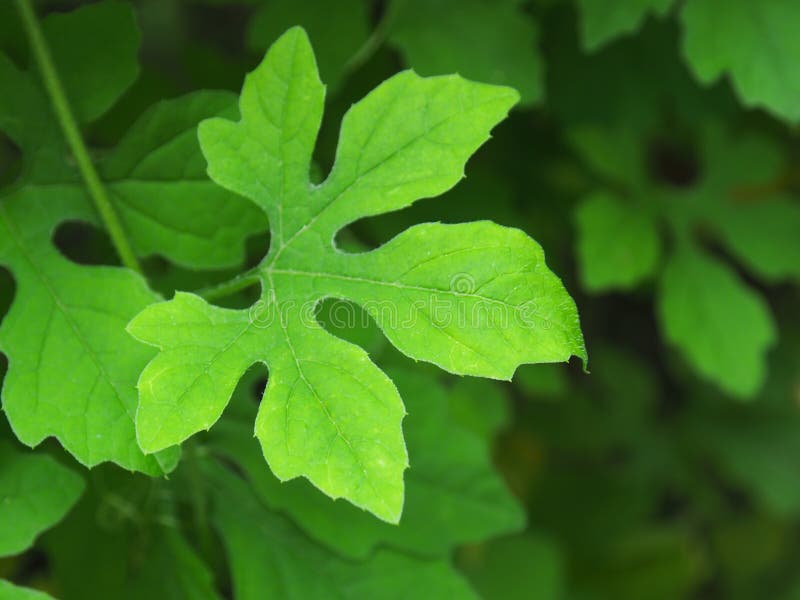 Selective Focus the Bitter Gourd Leaf is a Small Indigenous Vegetable