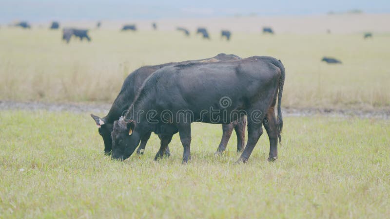 Black angus cattle grazing on a green grass pasture. Grass fed organic beef. Cow in pasture. Selective focus.