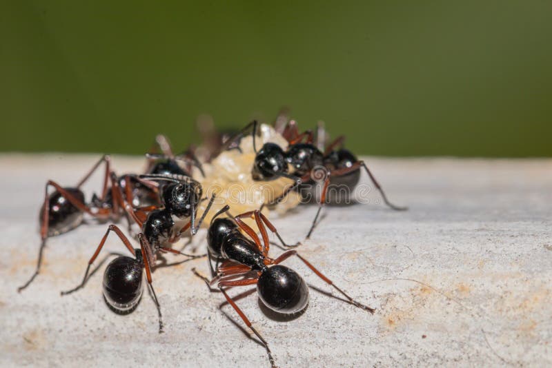 Selective Focus Black Ants Eating Sugar on Ground.Behavior of Ants