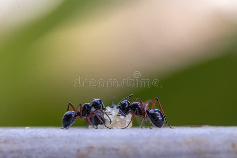Selective Focus Black Ants Eating Sugar on Ground.Behavior of Ants