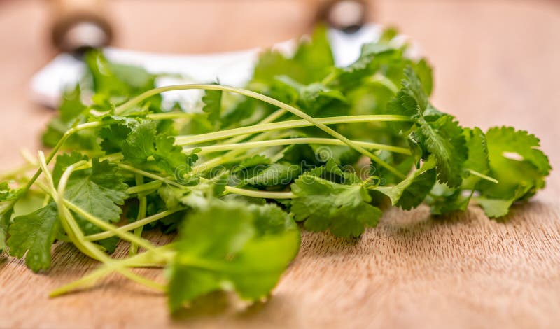 Green Coriander Leaves and Chopper on a Wooden Cutting Board Stock Image -  Image of bunch, chopping: 172190589